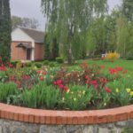 Квіти навколо нашої школи