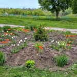 Найгарніший шкільний квітник України