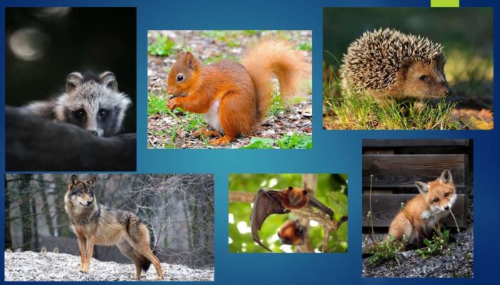 oberezhno-skaz_page-0006